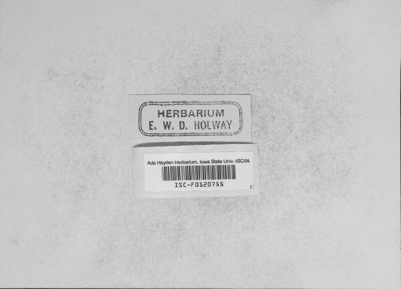 Helicobasidiaceae image