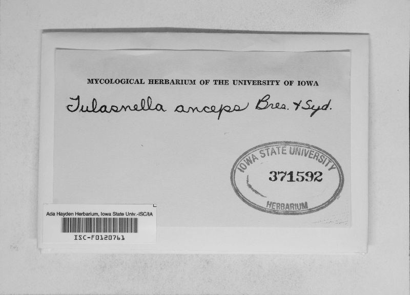 Ceratobasidium anceps image