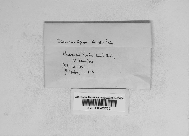 Tulasnella bifrons image