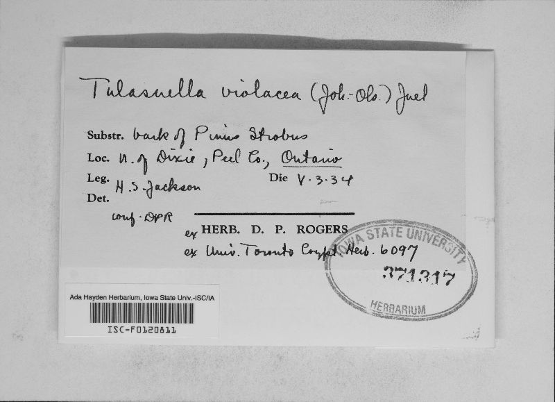 Tulasnella violacea image