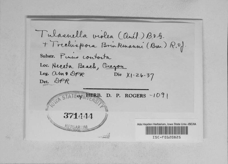 Tulasnella violea image