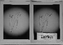 Typhula trailii image