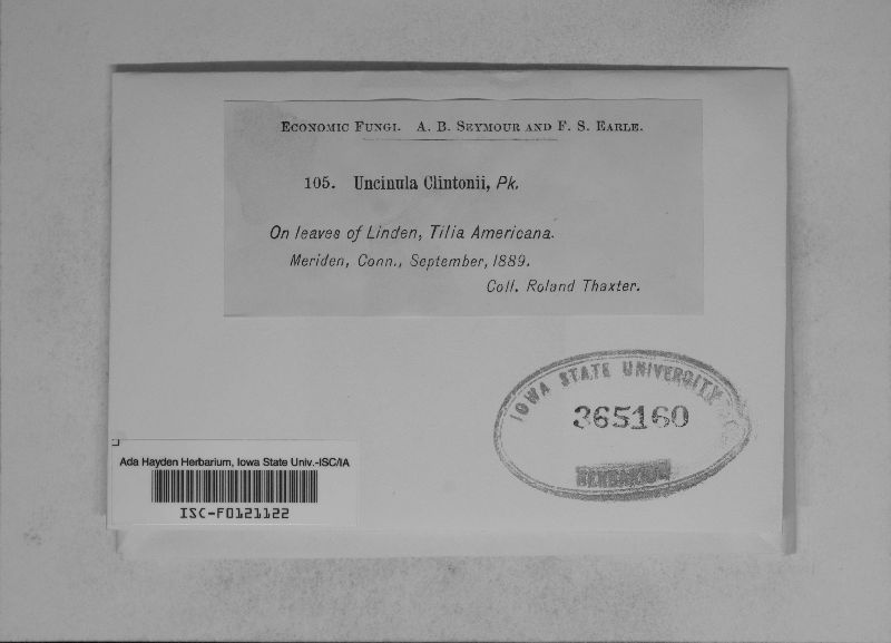 Uncinula clintonii image