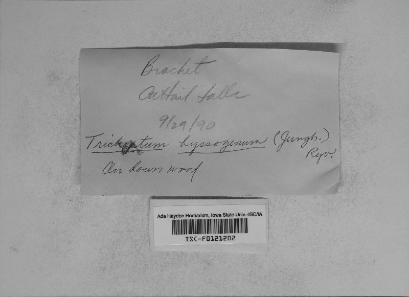 Trichaptum byssogenum image