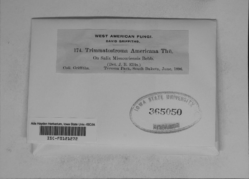 Trimmatostroma americana image