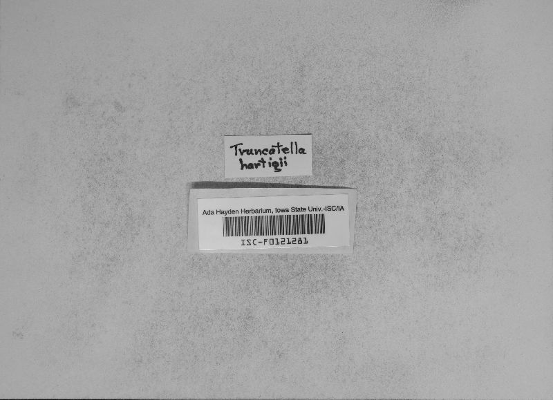 Truncatella image