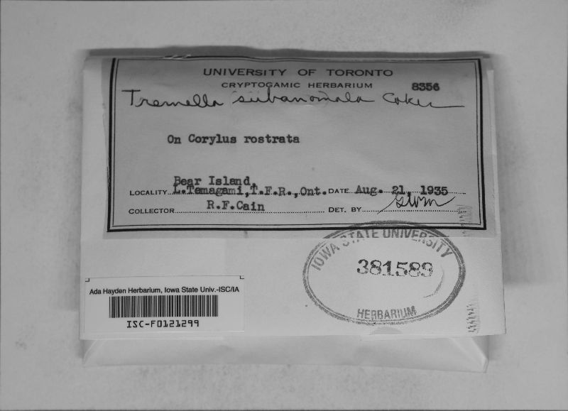 Tremella subanomala image