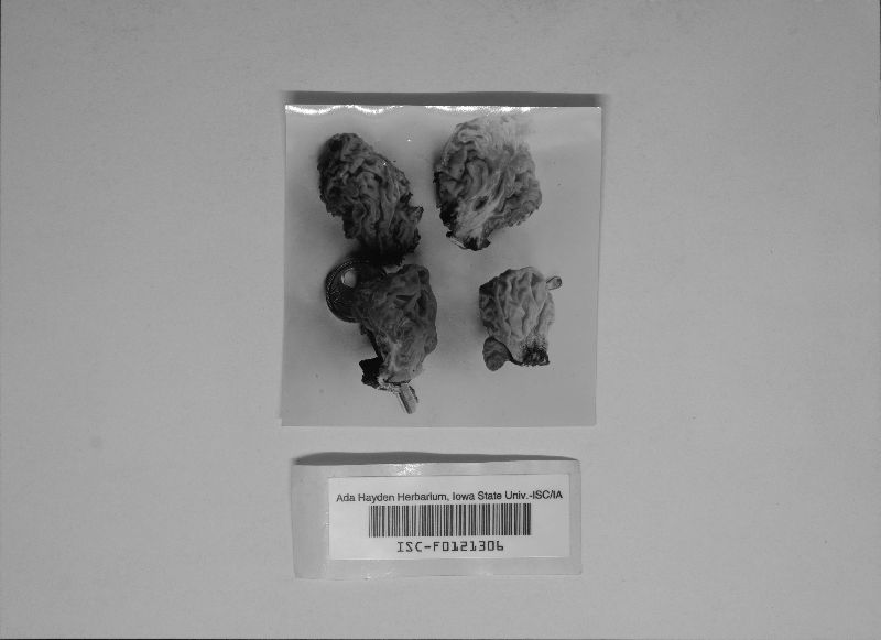Tremella tremelloides image