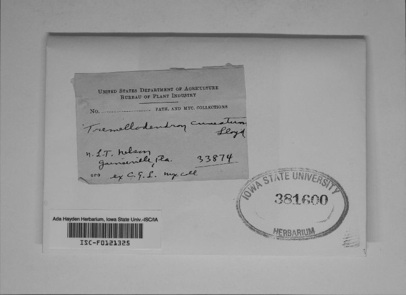 Tremellodendron cuneatum image