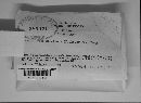 Trichaptum abietinum image