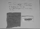 Trichaptum abietinum image