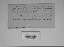 Uromyces lupini image