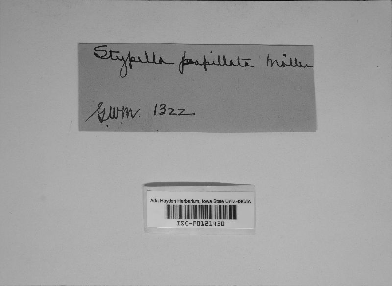 Stypella vermiformis image