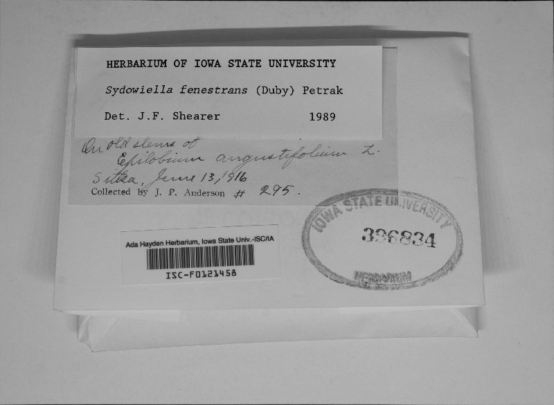Sydowiella fenestrans image