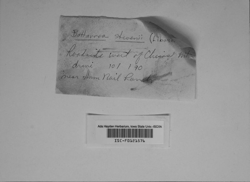 Battarrea stevenii image