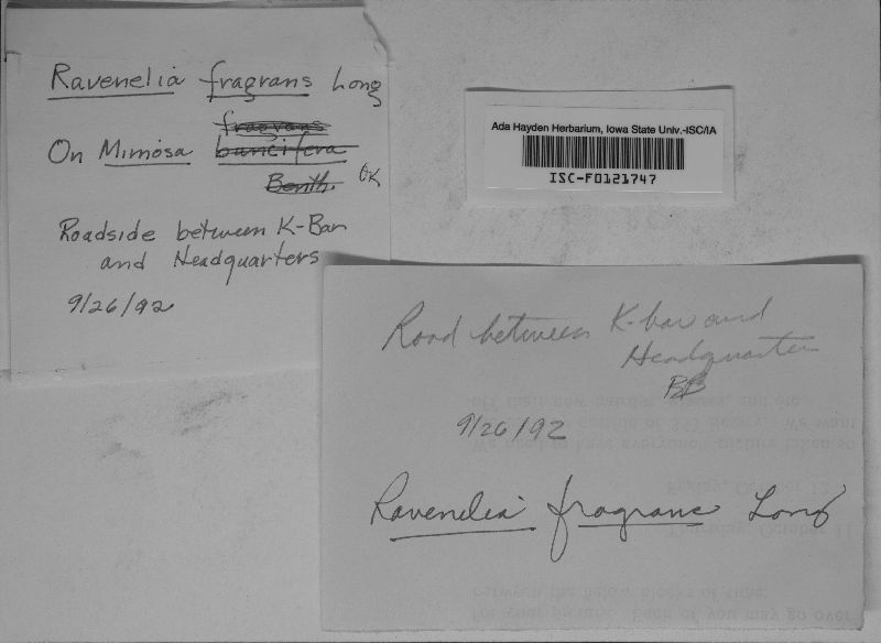 Ravenelia fragrans image