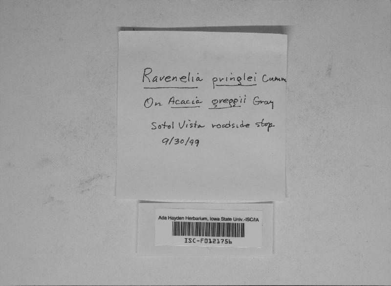 Ravenelia pringlei image
