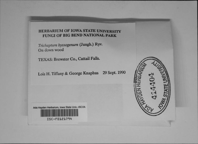 Trichaptum byssogenum image