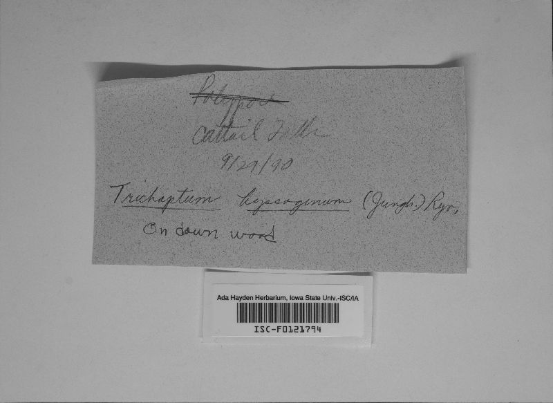 Trichaptum byssogenum image