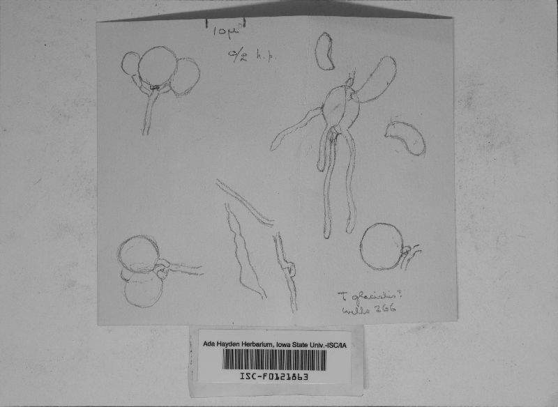 Stypella grilletii image