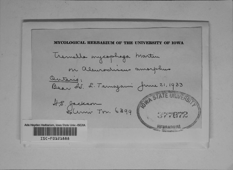 Tremella mycophaga image
