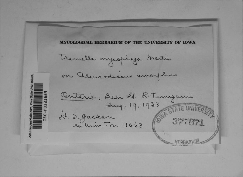 Tremella mycophaga image