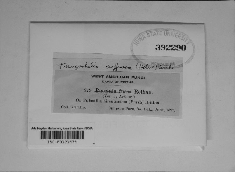 Tranzschelia suffusca image