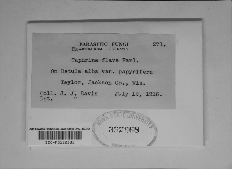 Taphrina flava image