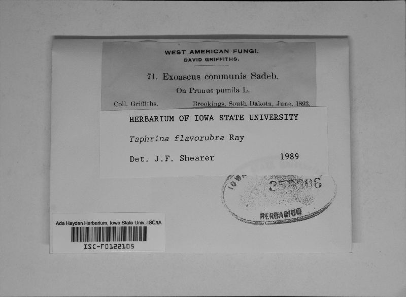 Taphrina flavorubra image