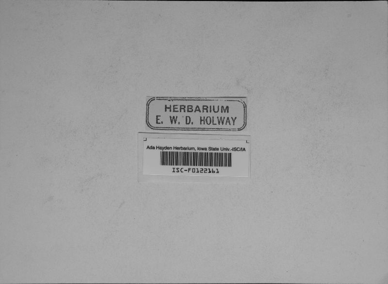 Teichosporella montana image