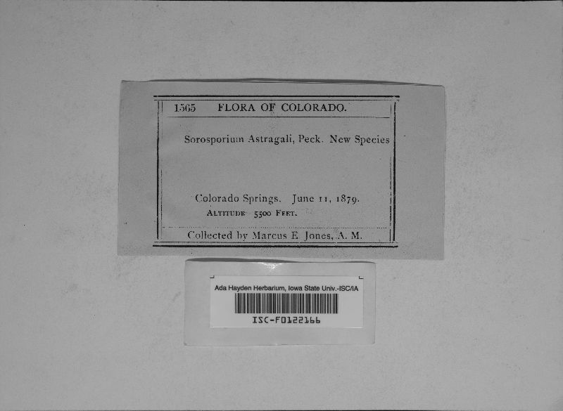 Thecaphora deformans image