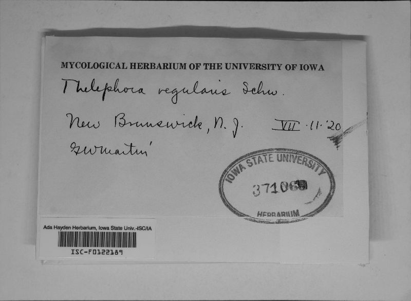Hyphodontia spathulata image