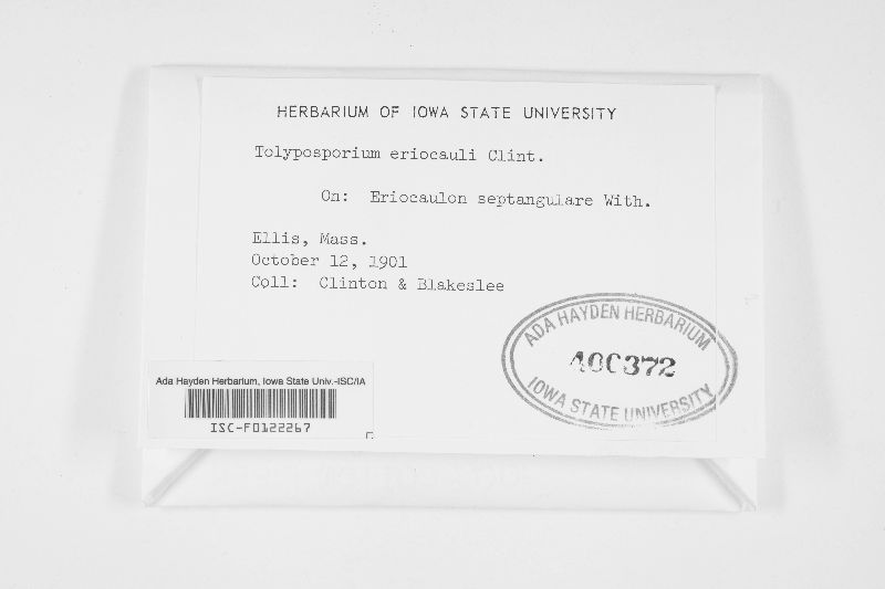 Dermatosorus eriocauli image