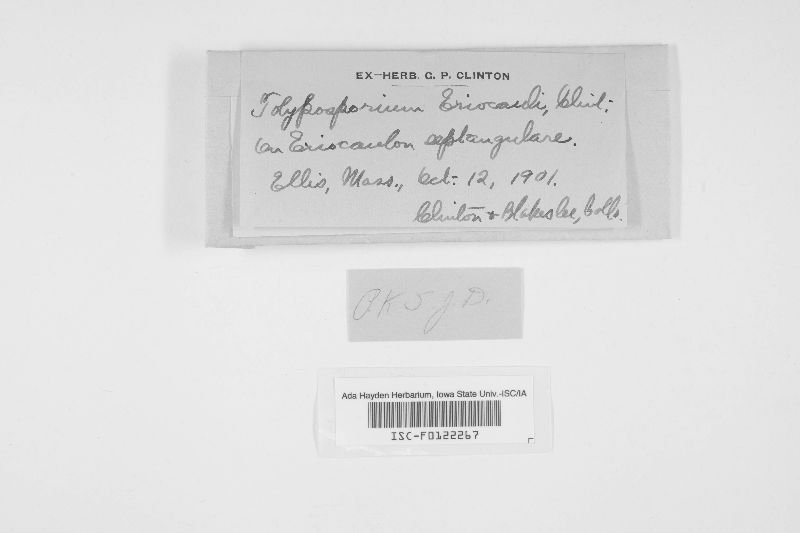 Dermatosorus eriocauli image