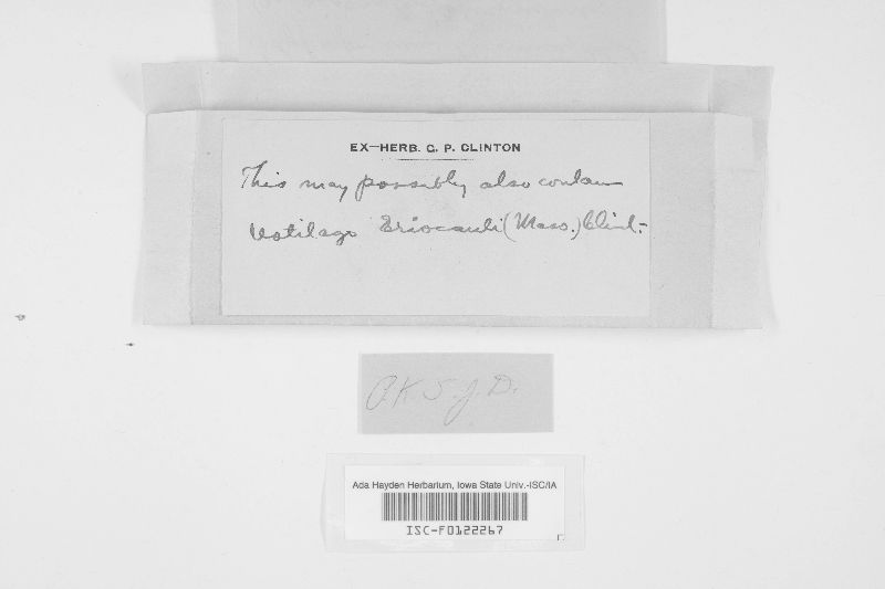 Dermatosorus eriocauli image
