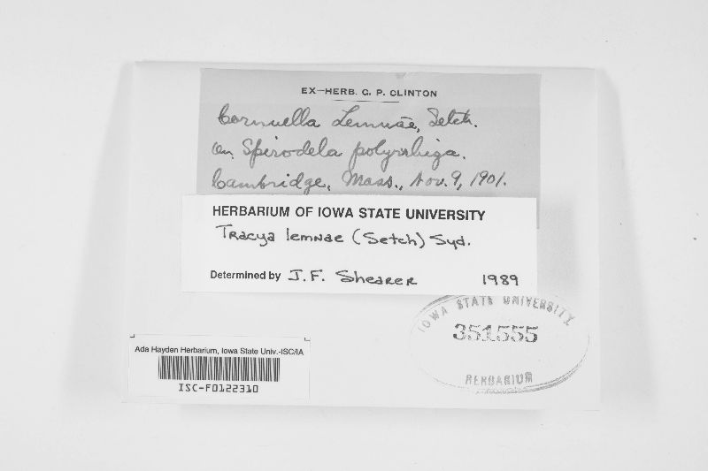 Tracya lemnae image