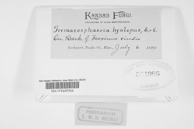 Trematosphaeria hyalopus image