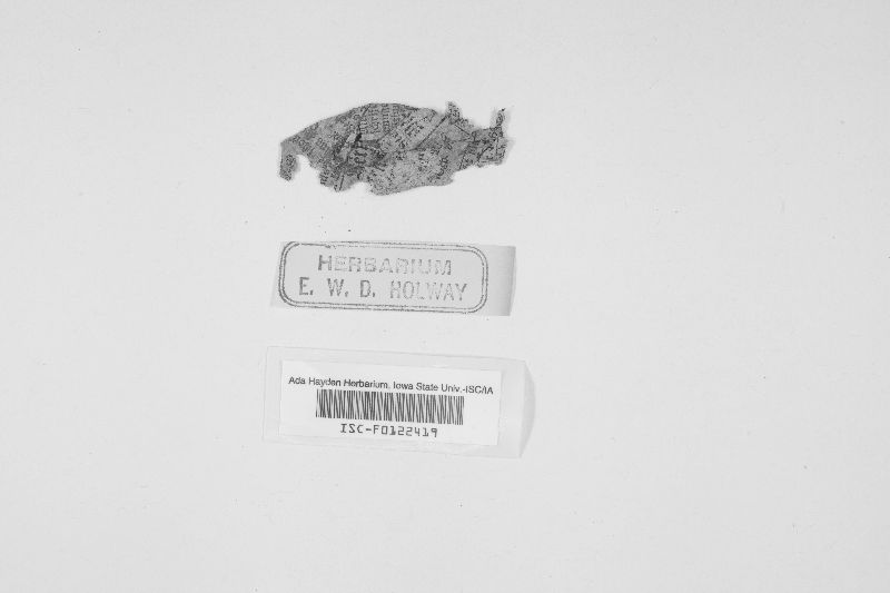 Iodophanus image