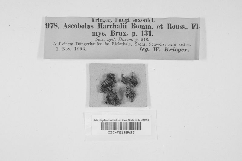 Ascobolus marchalii image