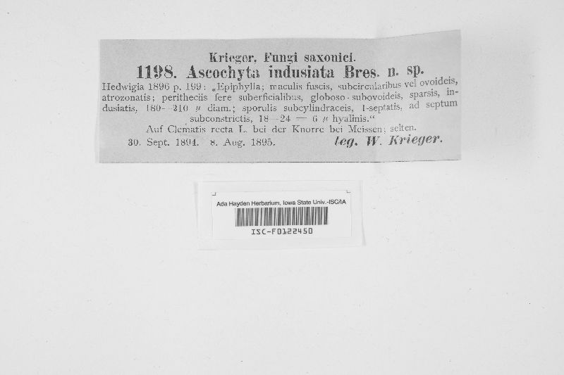 Ascochyta indusiata image