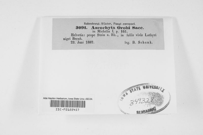Ascochyta orobi image