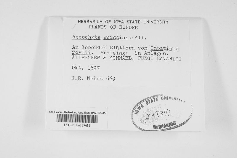 Ascochyta weissiana image