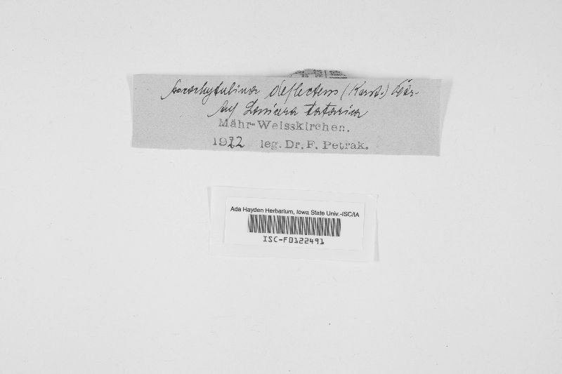 Ascochytulina deflectens image
