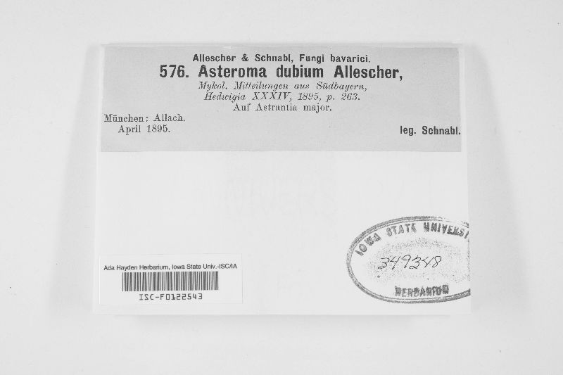 Asteroma dubium image
