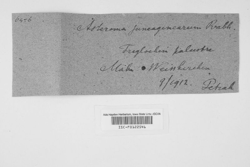 Venturia juncaginearum image