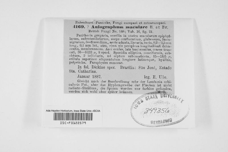 Aulographaceae image