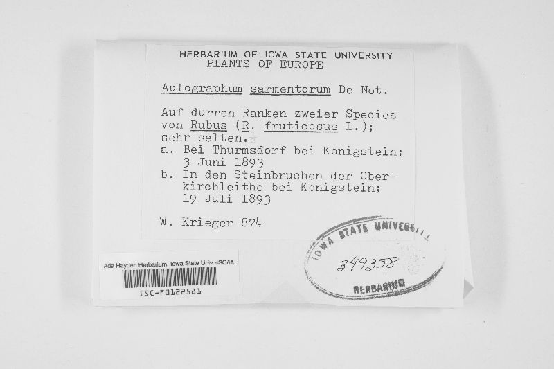 Aulographum sarmentorum image