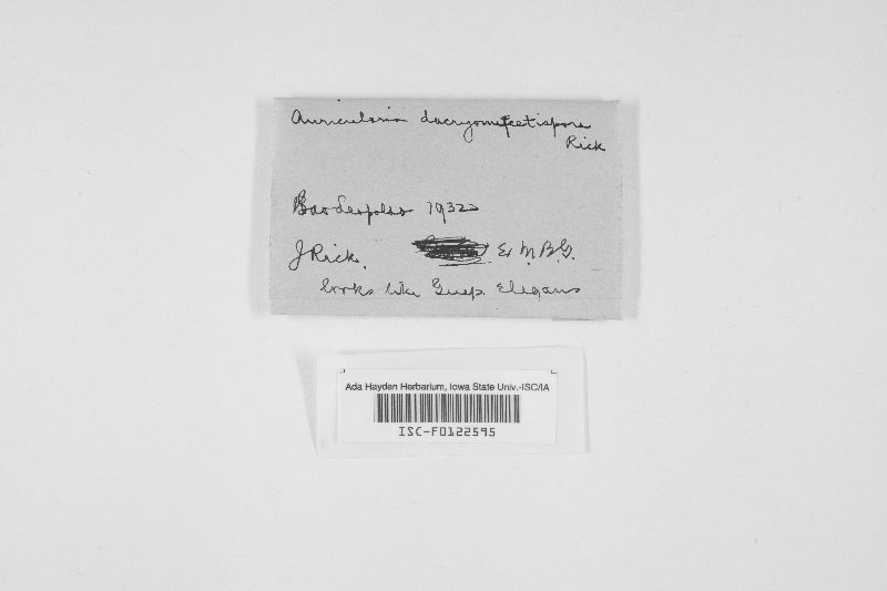 Auricularia dacrymycetospora image
