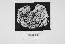Auricularia emini image