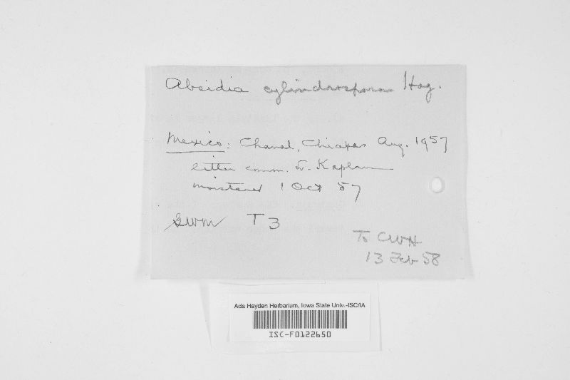 Absidia cylindrospora image